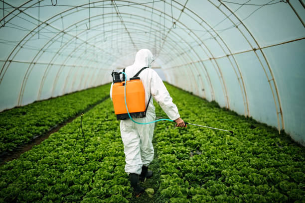 Best Mosquito Control Services  in Holly Springs, MS