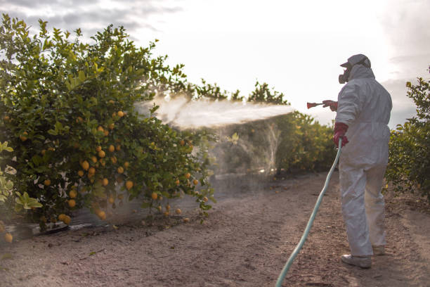 Best Affordable Pest Control Services  in Holly Springs, MS